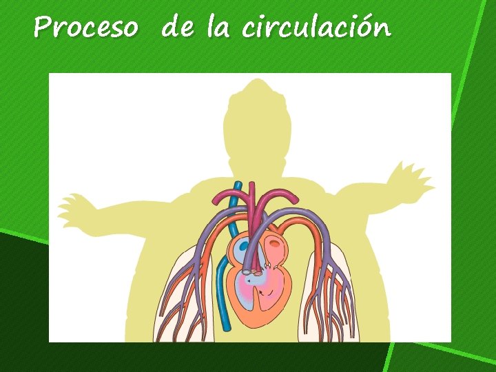 Proceso de la circulación 