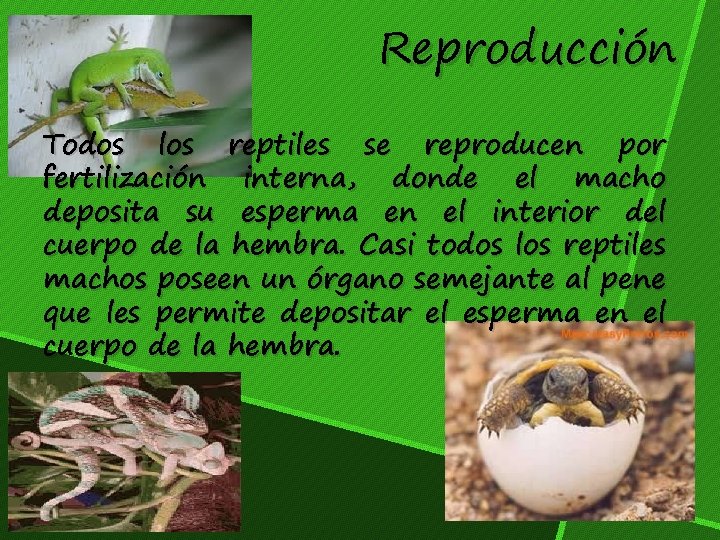 Reproducción Todos los reptiles se reproducen por fertilización interna, donde el macho deposita su