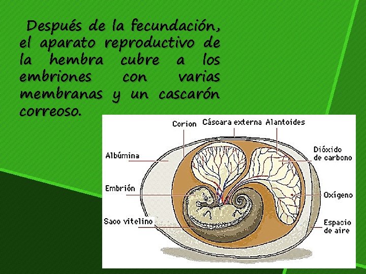 Después de la fecundación, el aparato reproductivo de la hembra cubre a los embriones