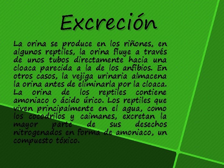 Excreción La orina se produce en los riñones, en algunos reptiles, la orina fluye