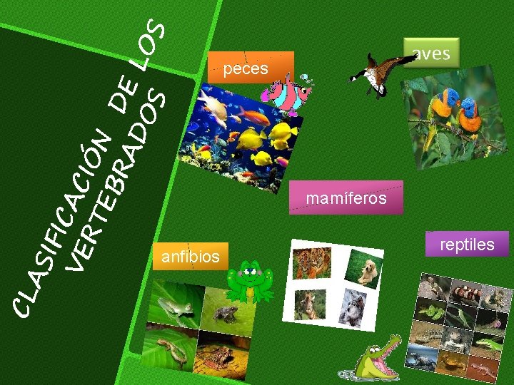 IFI VE CAC RT IÓN EB RA DE DO LO S S AS CL