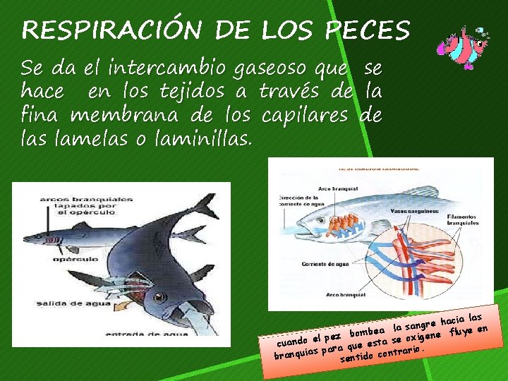 RESPIRACIÓN DE LOS PECES Se da el intercambio gaseoso que se hace en los