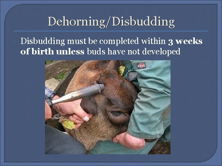 Dehorning/Disbudding must be completed within 3 weeks of birth unless buds have not developed