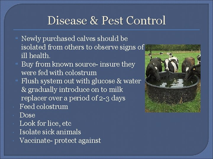 Disease & Pest Control Newly purchased calves should be isolated from others to observe