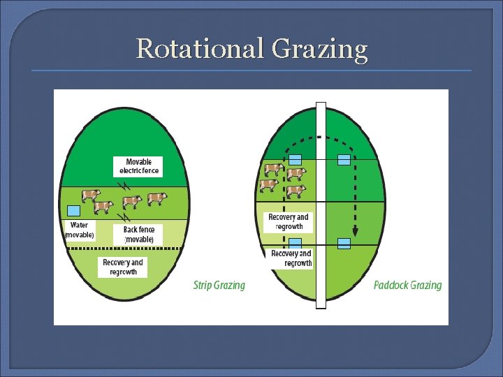 Rotational Grazing 