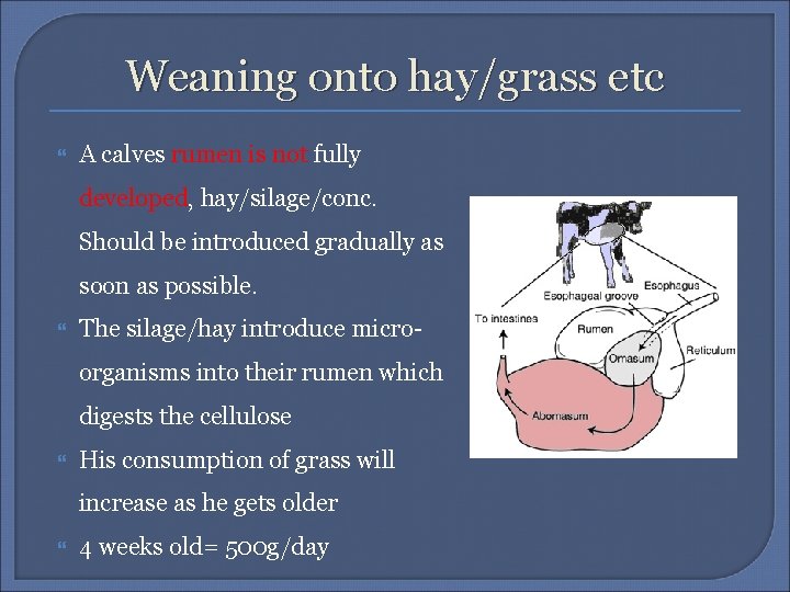 Weaning onto hay/grass etc A calves rumen is not fully developed, hay/silage/conc. Should be