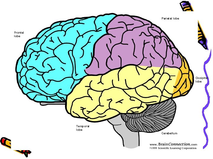 Parietal lobe Frontal lobe Occipital lobe Temporal lobe Cerebellum 