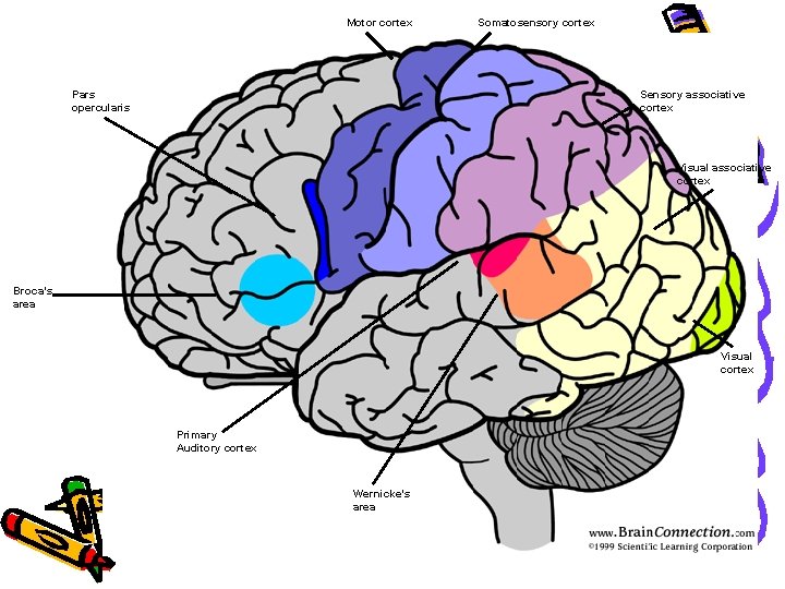 Motor cortex Somatosensory cortex Sensory associative cortex Pars opercularis Visual associative cortex Broca’s area