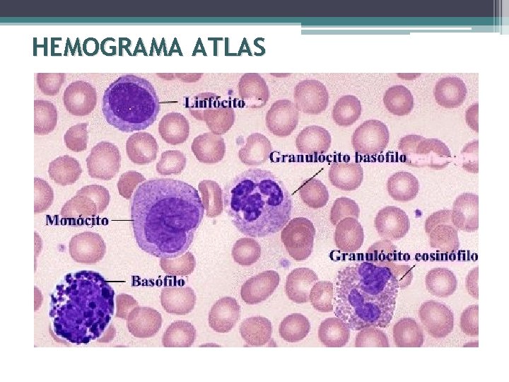 HEMOGRAMA ATLAS 