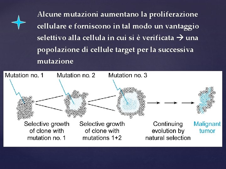 Alcune mutazioni aumentano la proliferazione cellulare e forniscono in tal modo un vantaggio selettivo