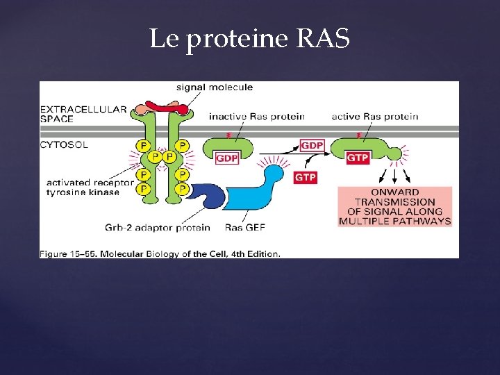 Le proteine RAS 