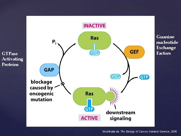 GTPase Activating Proteins Guanine nucleotide Exchange Factors Modificata da The Biology of Cancer, Garland