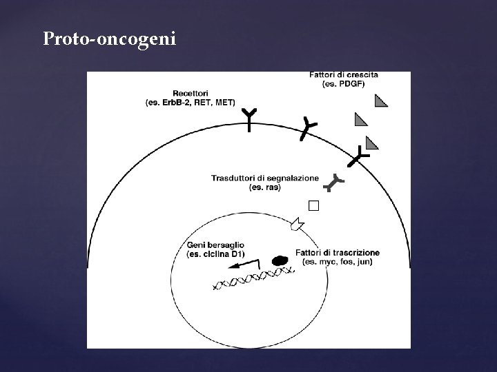 Proto-oncogeni 