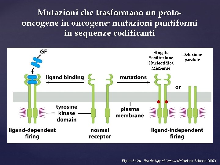 Mutazioni che trasformano un protooncogene in oncogene: mutazioni puntiformi in sequenze codificanti Singola Sostituzione