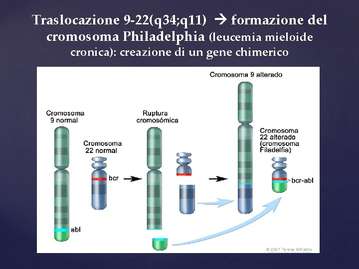 Traslocazione 9 -22(q 34; q 11) formazione del cromosoma Philadelphia (leucemia mieloide cronica): creazione