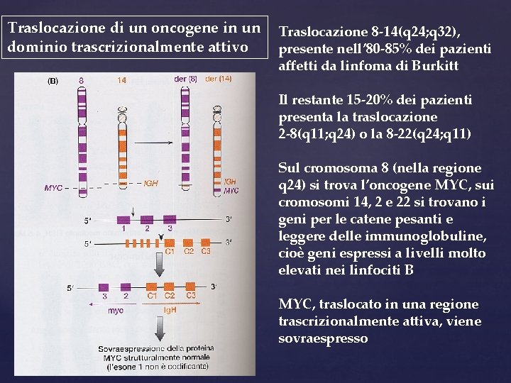 Traslocazione di un oncogene in un dominio trascrizionalmente attivo Traslocazione 8 -14(q 24; q