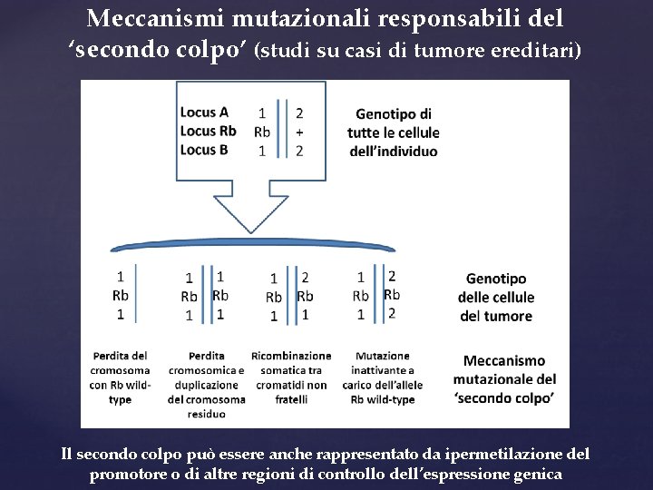 Meccanismi mutazionali responsabili del ‘secondo colpo’ (studi su casi di tumore ereditari) Il secondo
