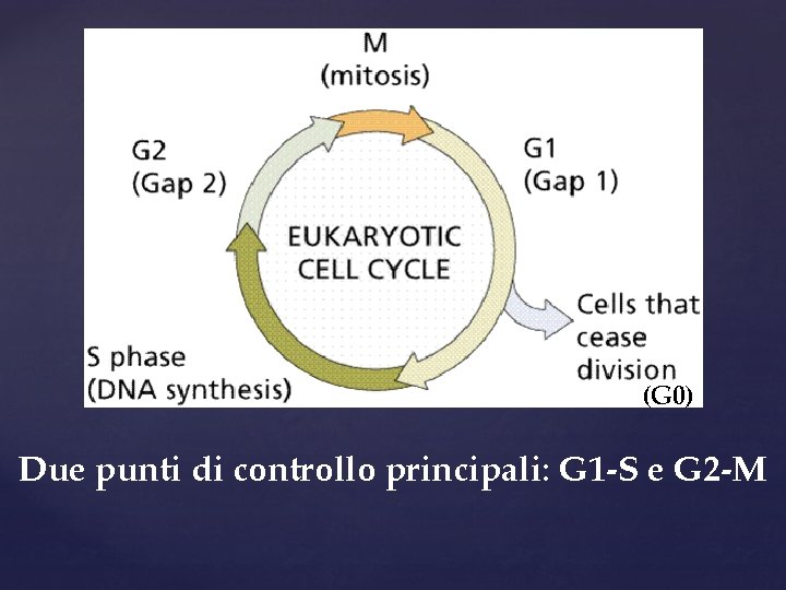 (G 0) Due punti di controllo principali: G 1 -S e G 2 -M