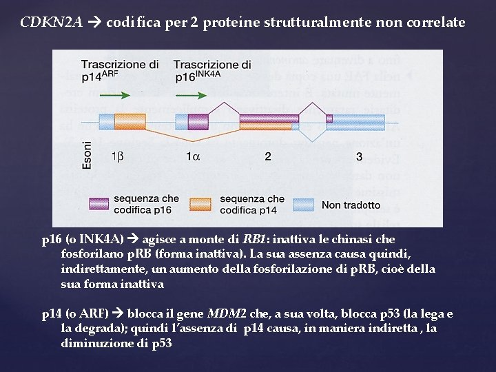 CDKN 2 A codifica per 2 proteine strutturalmente non correlate p 16 (o INK