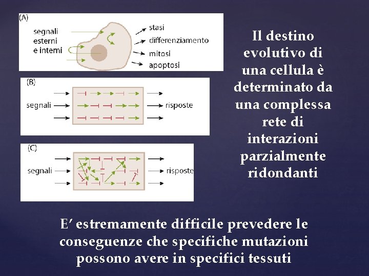 Il destino evolutivo di una cellula è determinato da una complessa rete di interazioni