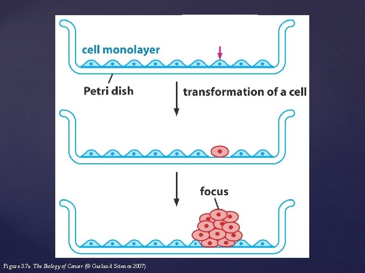 Figure 3. 7 a The Biology of Cancer (© Garland Science 2007) 