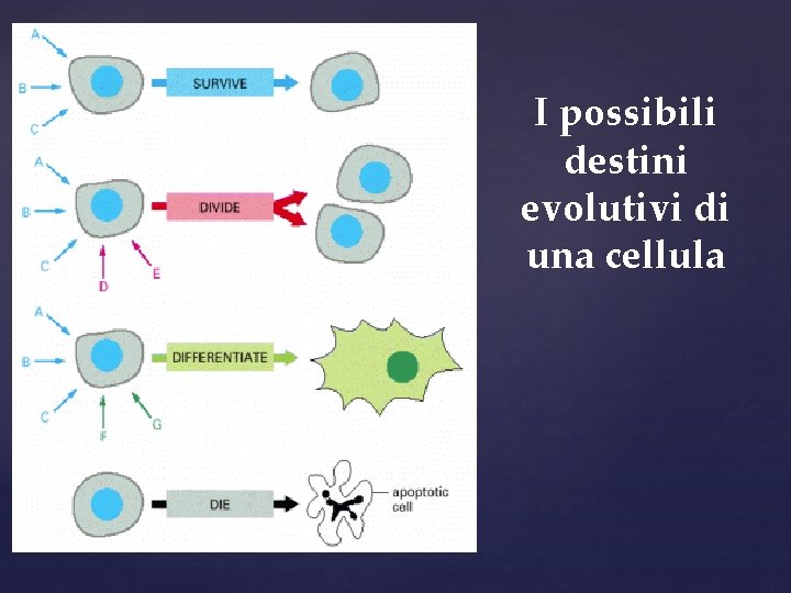 I possibili destini evolutivi di una cellula 