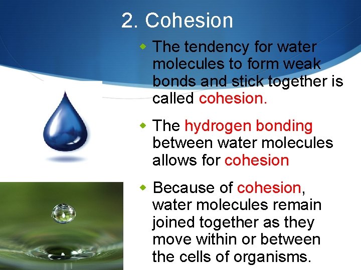 2. Cohesion w The tendency for water molecules to form weak bonds and stick