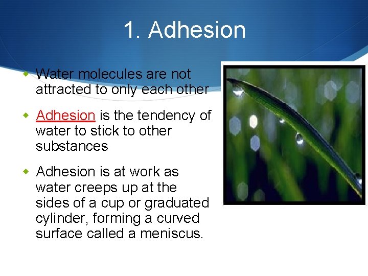 1. Adhesion w Water molecules are not attracted to only each other w Adhesion