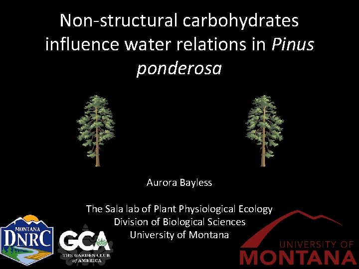 Non‐structural carbohydrates influence water relations in Pinus ponderosa Aurora Bayless The Sala lab of