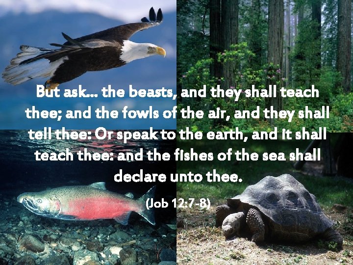 But ask… the beasts, and they shall teach thee; and the fowls of the