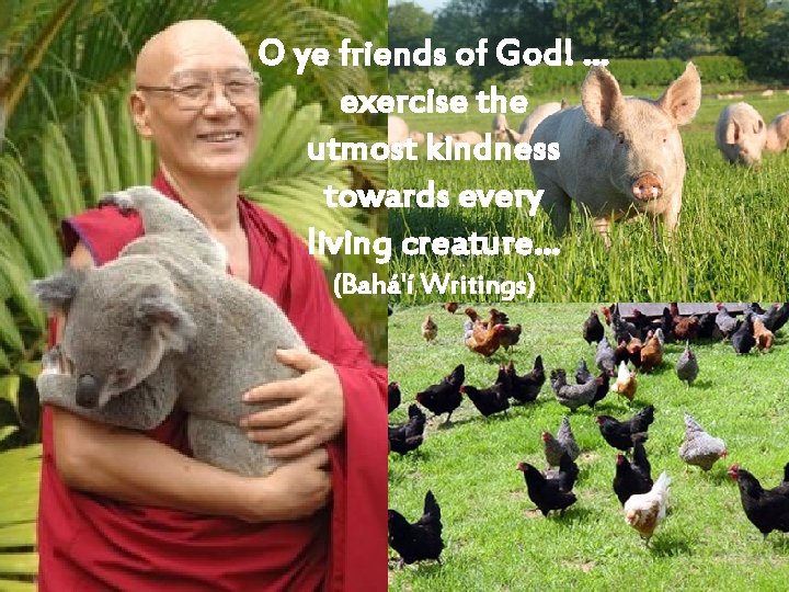 O ye friends of God! … exercise the utmost kindness towards every living creature…