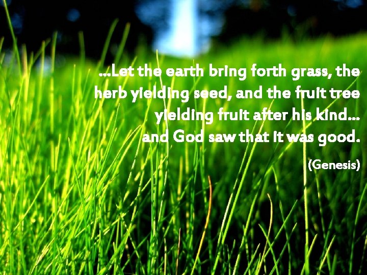 …Let the earth bring forth grass, the herb yielding seed, and the fruit tree