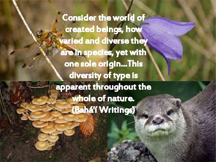Consider the world of created beings, how varied and diverse they are in species,
