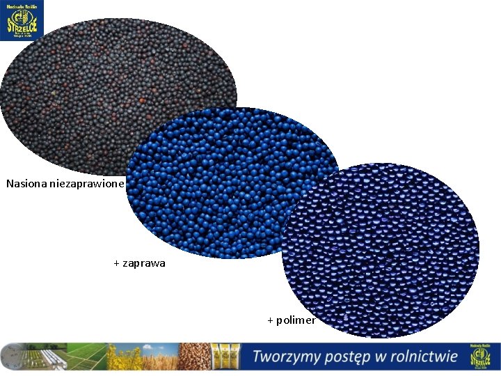 Nasiona niezaprawione + zaprawa + polimer 