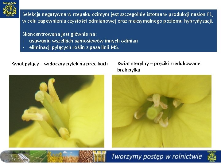 Selekcja negatywna w rzepaku ozimym jest szczególnie istotna w produkcji nasion F 1, w