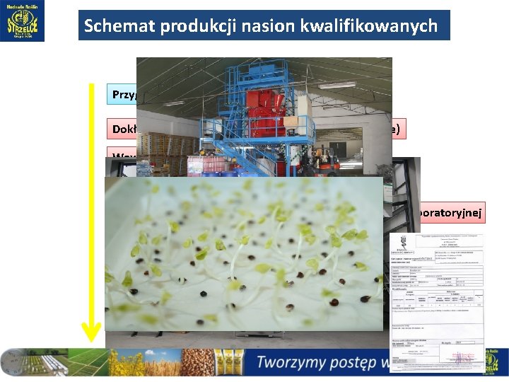 Schemat produkcji nasion kwalifikowanych Przygotowanie produktu końcowego Dokładne czyszczenie (linie czyszczące, stoły sortujące) Wewnętrzna Schemat produkcji nasion kwalifikowanych Przygotowanie produktu końcowego Dokładne czyszczenie (linie czyszczące, stoły sortujące) Wewnętrzna