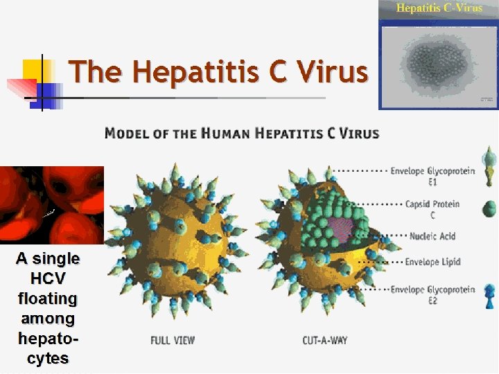 The Hepatitis C Virus A single HCV oating among hepatocytes 