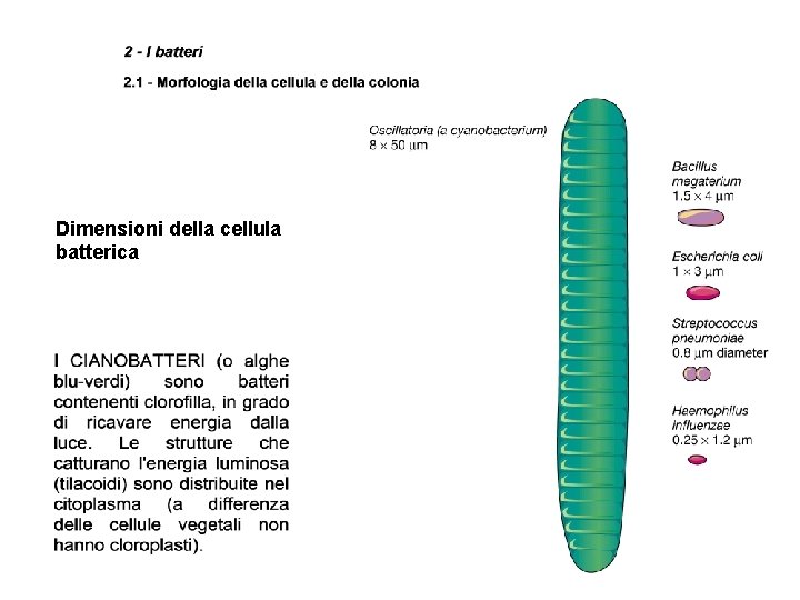 Dimensioni della cellula batterica 