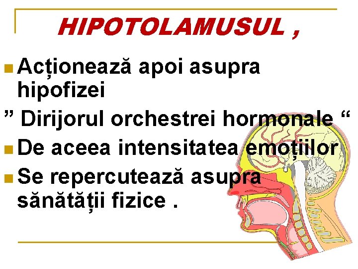 HIPOTOLAMUSUL , n Acționează apoi asupra hipofizei ” Dirijorul orchestrei hormonale “ n De