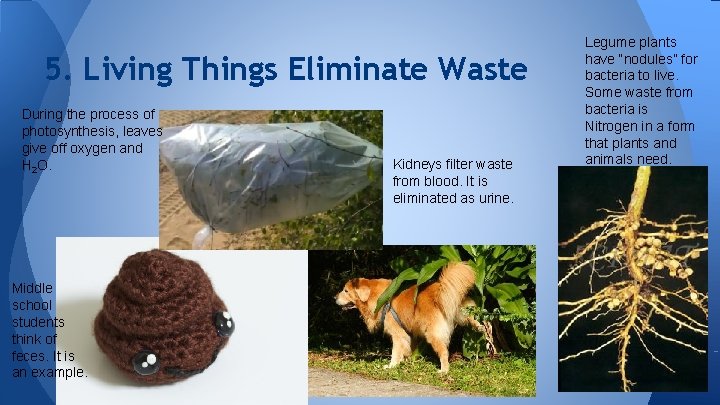 5. Living Things Eliminate Waste During the process of photosynthesis, leaves give off oxygen