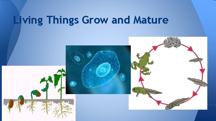 Living Things Grow and Mature 