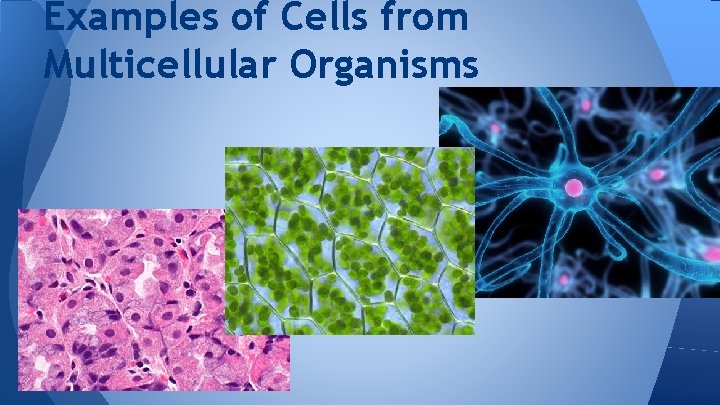 Examples of Cells from Multicellular Organisms 