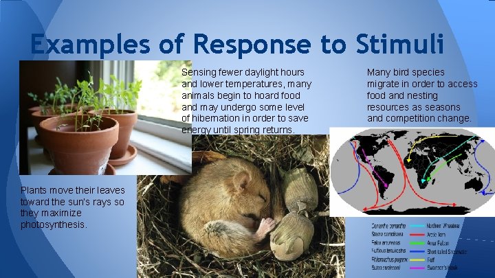 Examples of Response to Stimuli Sensing fewer daylight hours and lower temperatures, many animals