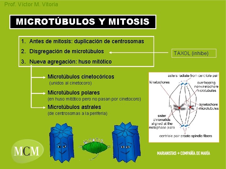 Prof. Víctor M. Vitoria MICROTÚBULOS Y MITOSIS 1. Antes de mitosis: duplicación de centrosomas