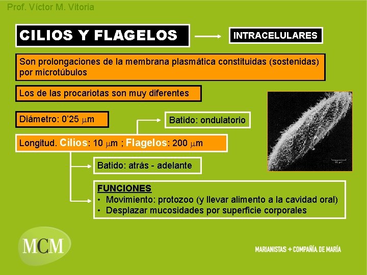 Prof. Víctor M. Vitoria CILIOS Y FLAGELOS INTRACELULARES Son prolongaciones de la membrana plasmática Prof. Víctor M. Vitoria CILIOS Y FLAGELOS INTRACELULARES Son prolongaciones de la membrana plasmática