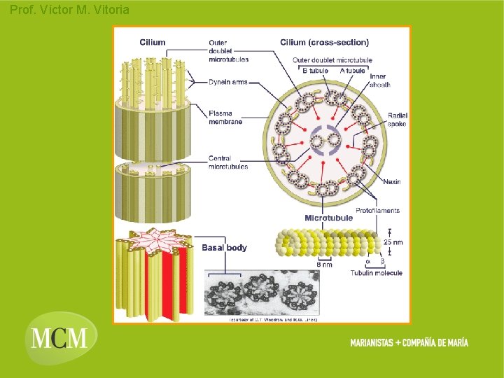 Prof. Víctor M. Vitoria Prof. Víctor M. Vitoria