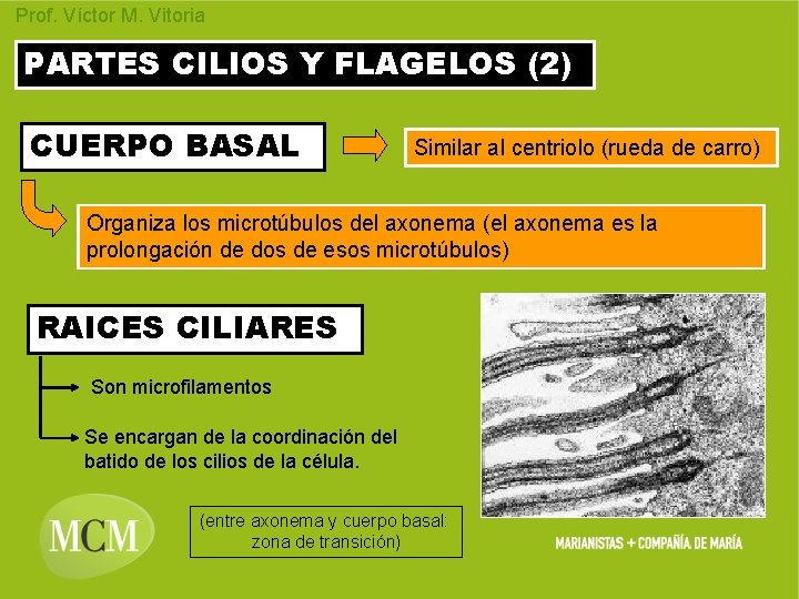 Prof. Víctor M. Vitoria PARTES CILIOS Y FLAGELOS (2) CUERPO BASAL Similar al centriolo