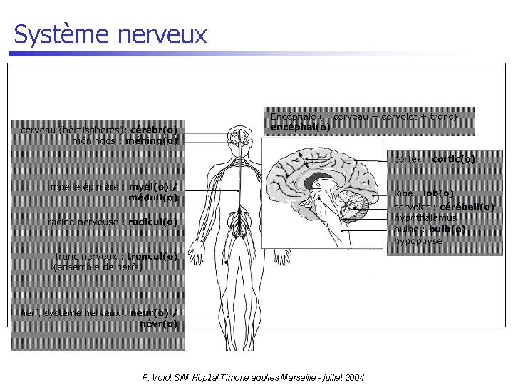 Système nerveux F. Volot SIM Hôpital Timone adultes Marseille - juillet 2004 