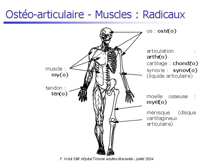 Ostéo-articulaire - Muscles : Radicaux os : osté(o) muscle : my(o) tendon : tén(o)