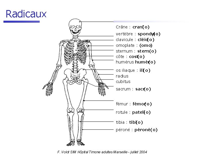 Radicaux Crâne : crani(o) vertèbre : spondyl (o) clavicule : cléid(o) omoplate : (omo)